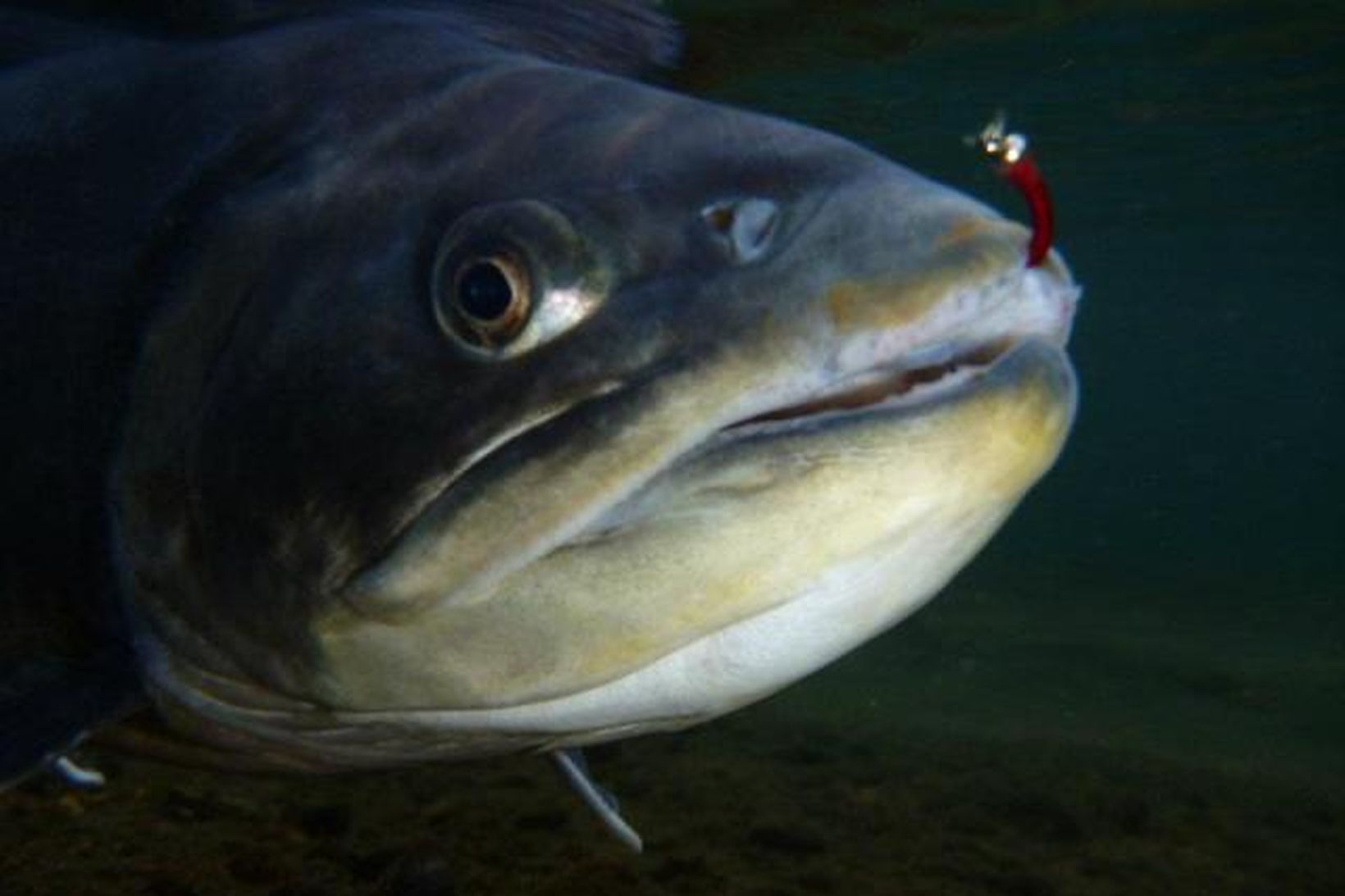 Bleikjur struku úr landeldisstöð