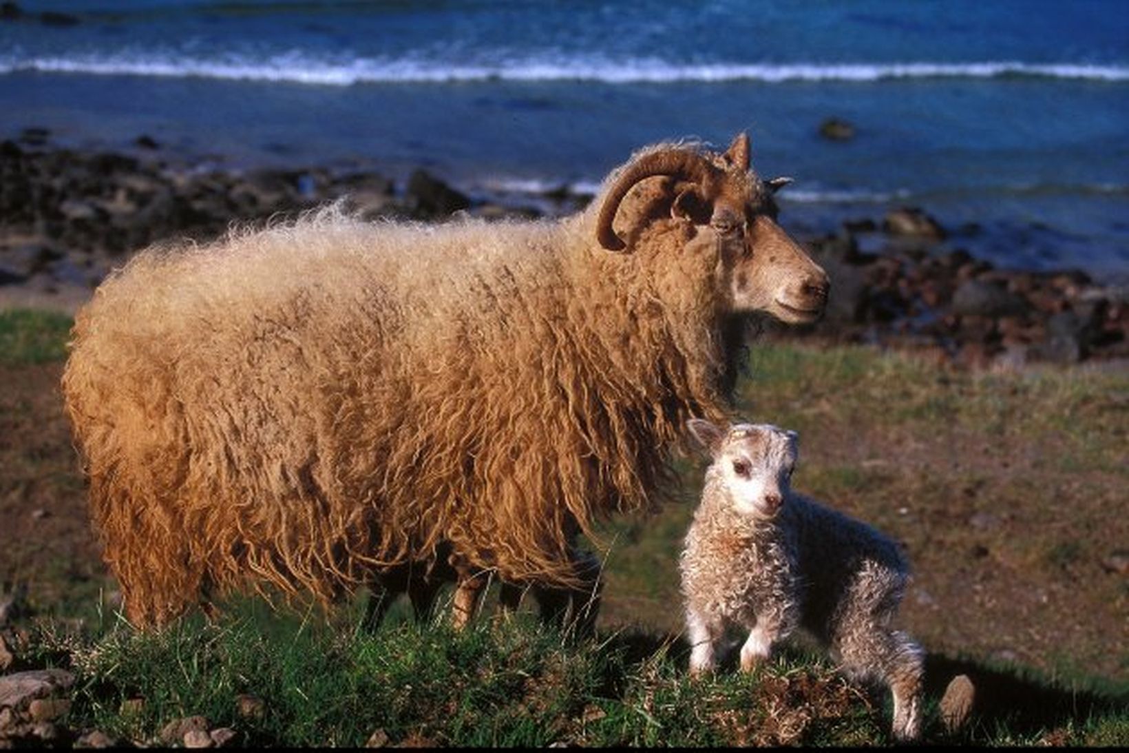 Ær með lamb í Arnarfirði