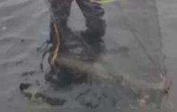 Villimaðurinn með hundraðkall á Miðsvæði