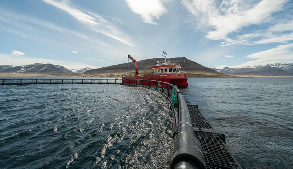 Mikið um laxalús í Dýrafirði