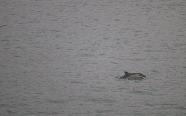 The dolphin species common dolphin ((lat. delphinus delphis) was seen in Faxaflói yesterday, but usually …