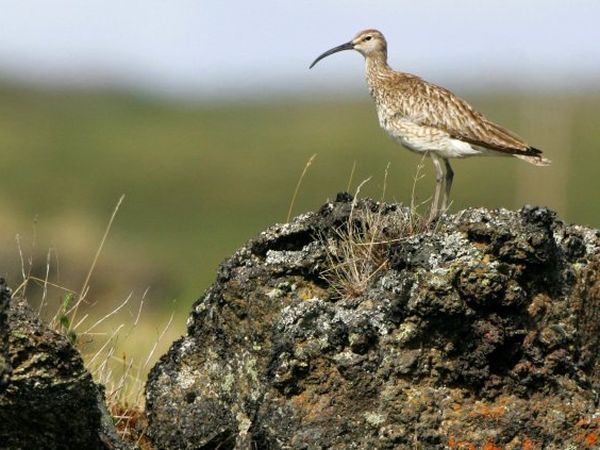 A large part of the world population of whimbrels are in Iceland.