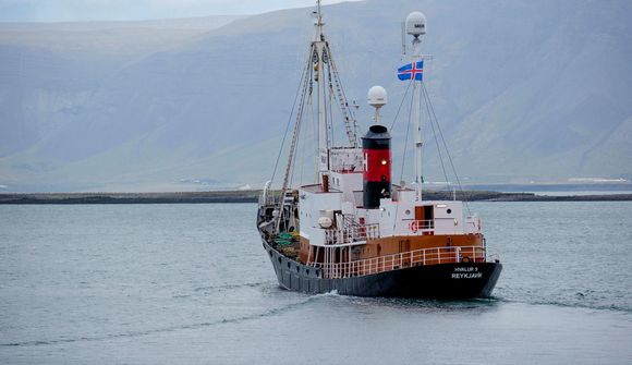 Hafa veitt tvær langreyðar