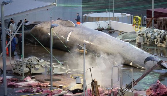 Sea Shepherd stofna Íslandsdeild