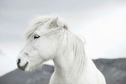 Laiz is working on a photography book on Icelandic horses.