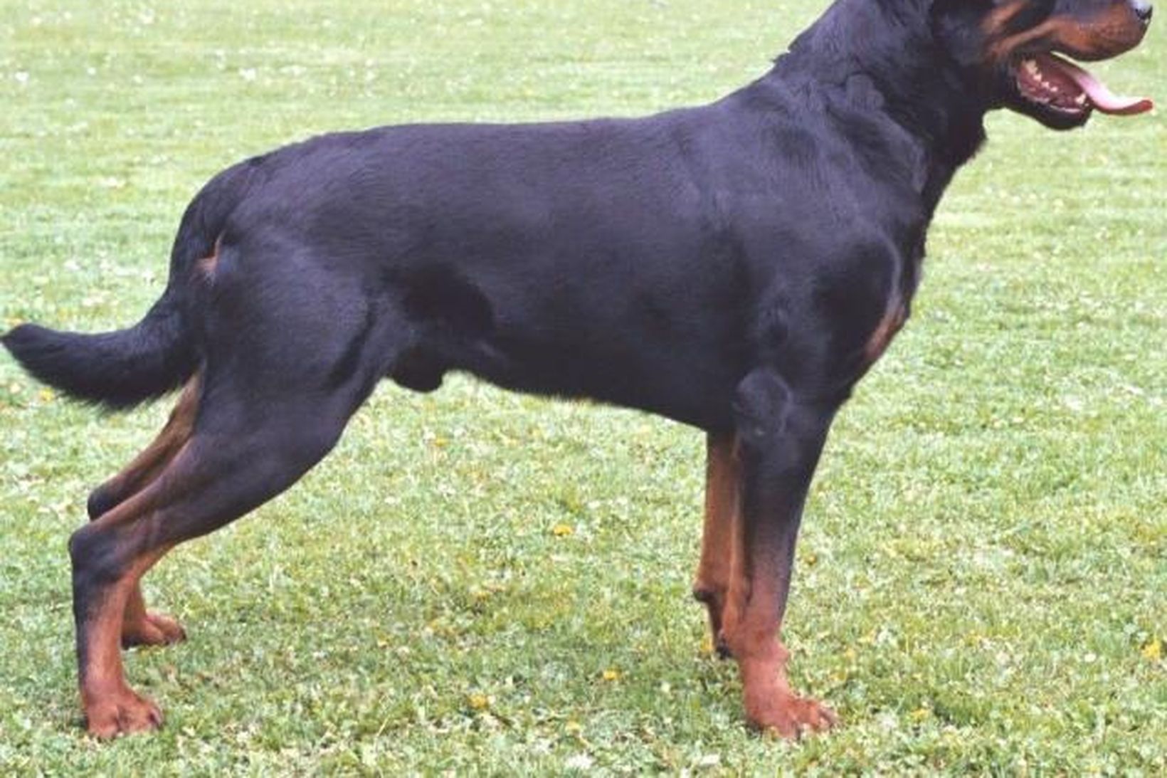 Rottweiler hundur. Mynd úr myndasafni.