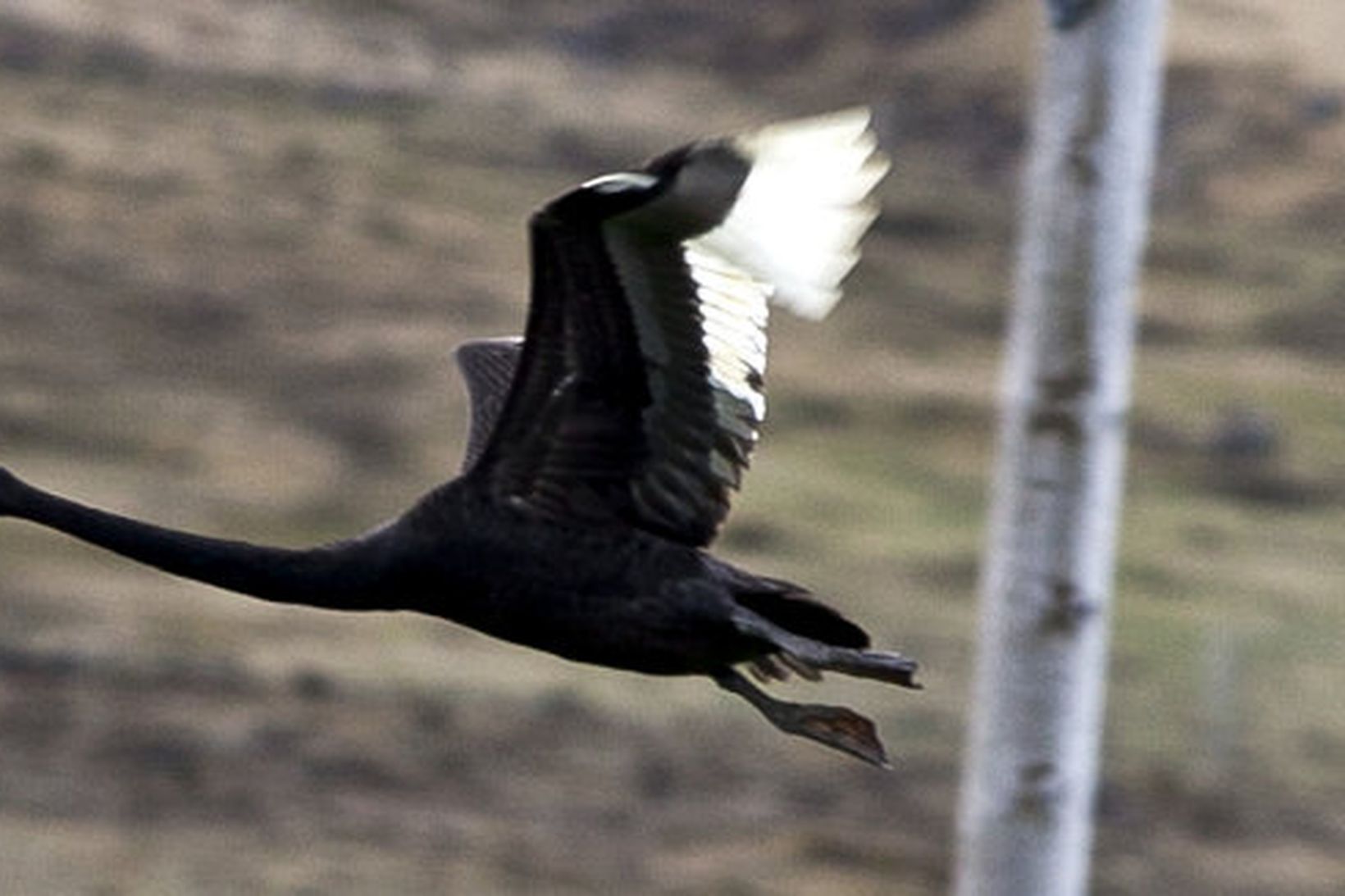 Svarti svanurin í Hvalfirði í gær.