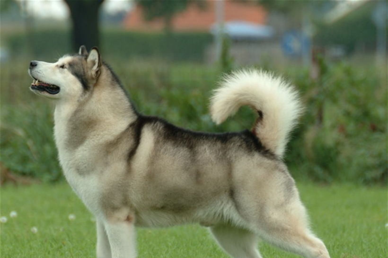 Hundur af tegundinni alaska malamute. Malamute er ein þeirra hundategunda …