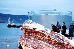 Landvernd og Náttúruverndarsamtök Íslands krefjast þess að ákvörðun um framtíð hvalveiða verði tekin af nýrri …