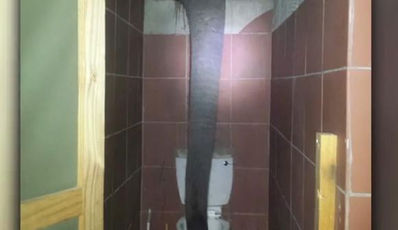 Fílarnir drekka klósettvatn