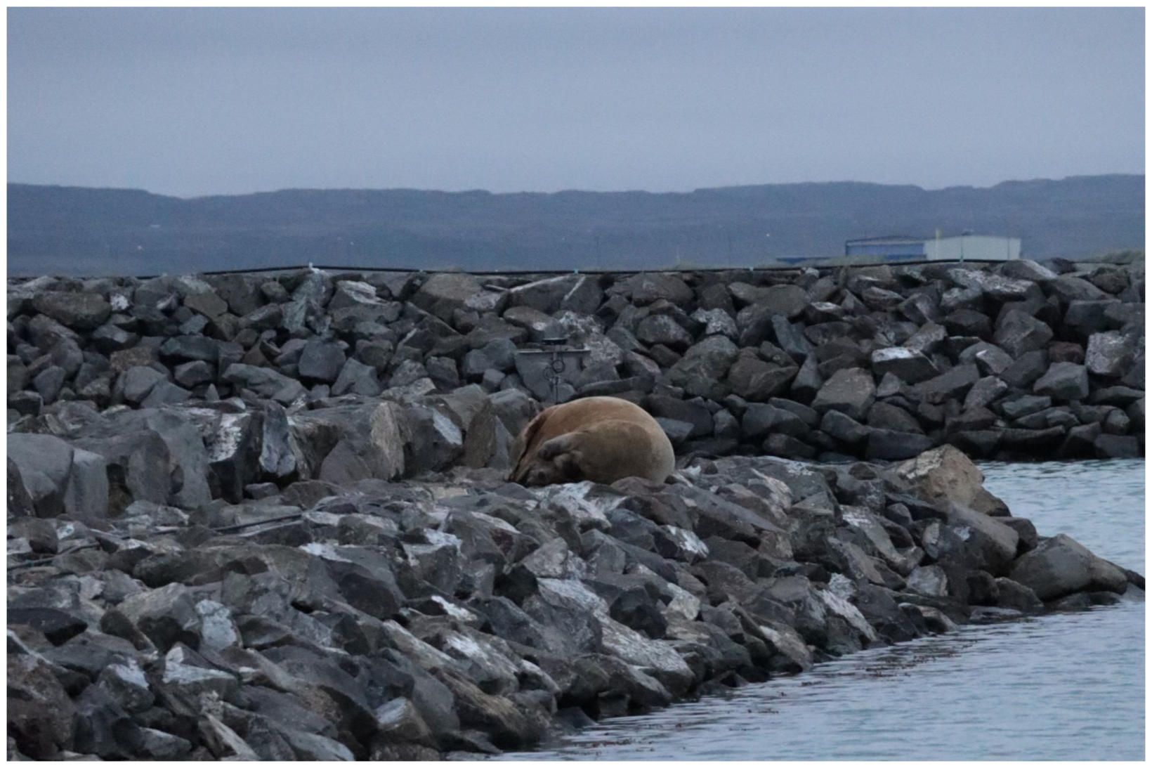 Rostungurinn liggur í grjótgarðinum.