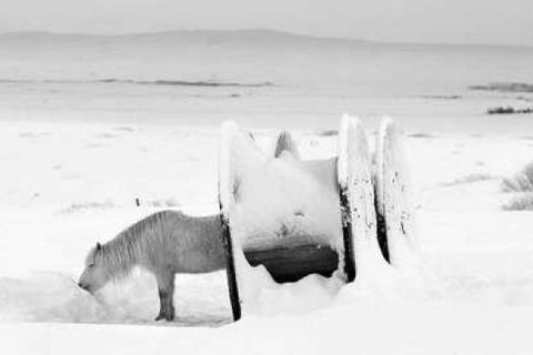 Dýraverndarsamband Íslands fer fram á að hrossunum verði bjargað án tafar. Bendir sambandið á að …