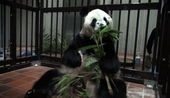 Pandahúnninn dafnar vel í dýragarðinum