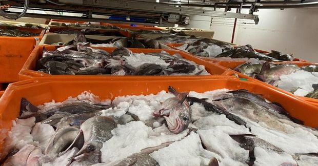Heildarafli íslenskra skipa á fyrsta ársfjórðungi 2025 nam rúmlega 213 þúsund tonnum.