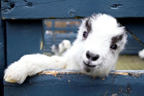 There are eight baby goats already and more to come.