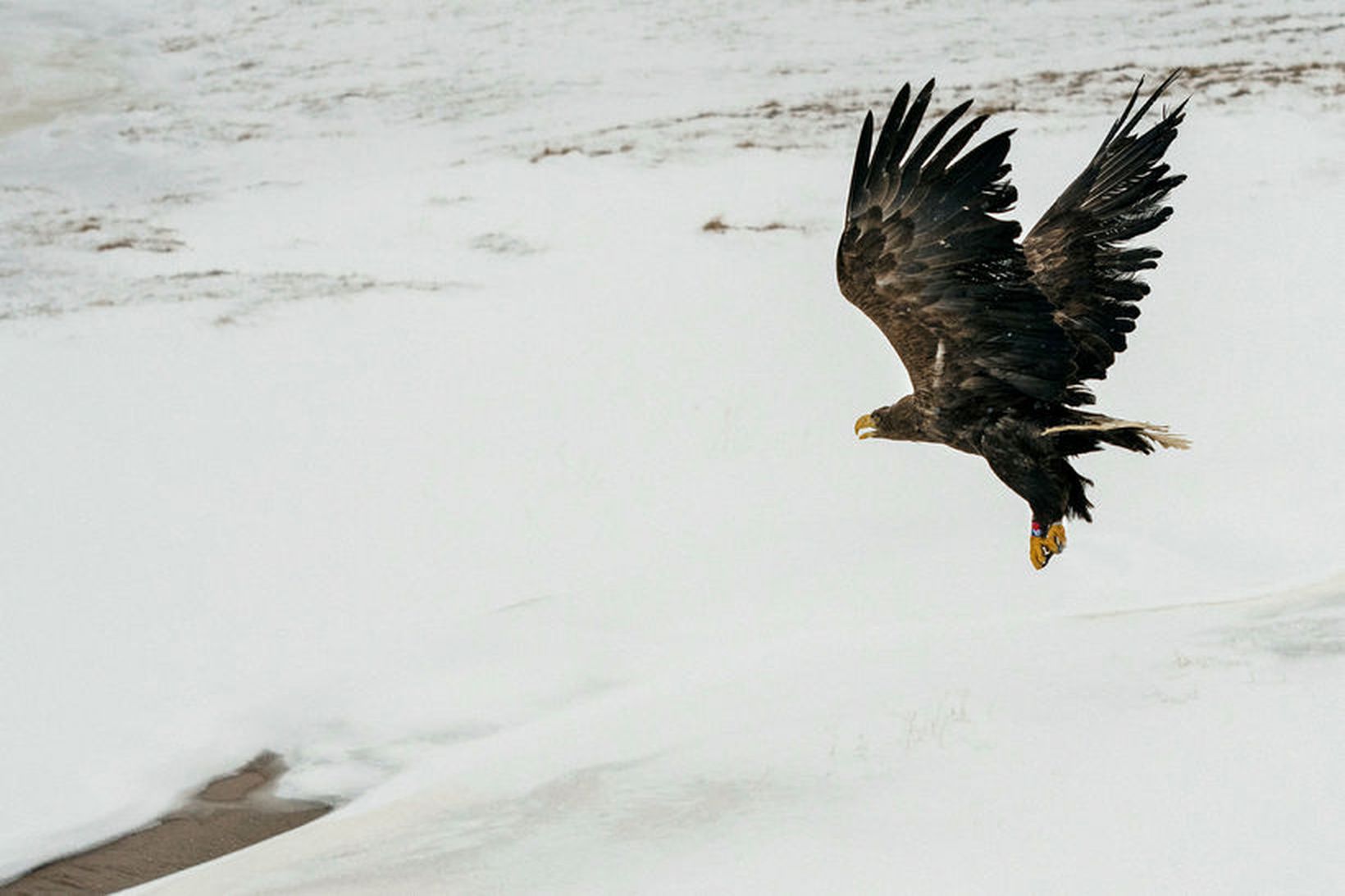 Höfðingi tekur flugið að nýju