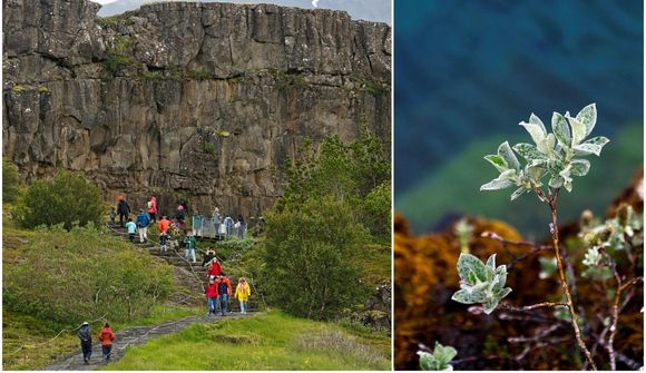Ferðamannaflaumur og fögnuðir á Þingvöllum
