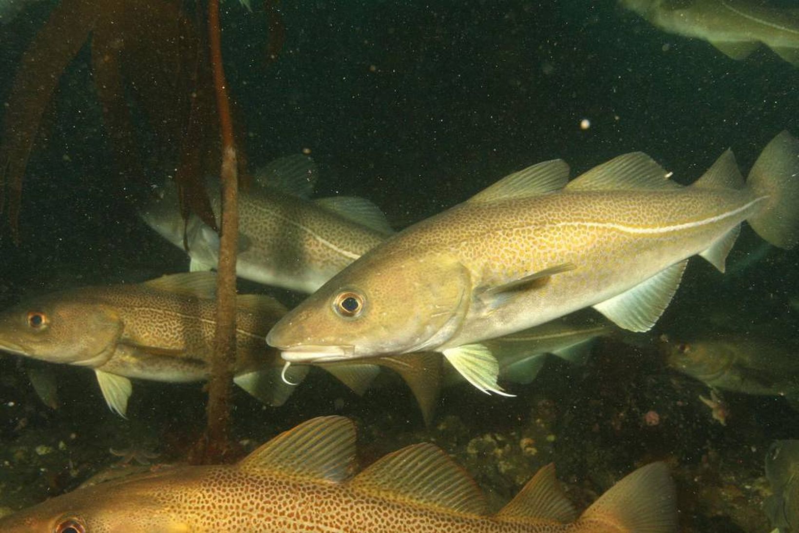 Þorskurinn getur speglað torfumyndanir loðnu, sem telja milljónir einstaklinga, og …