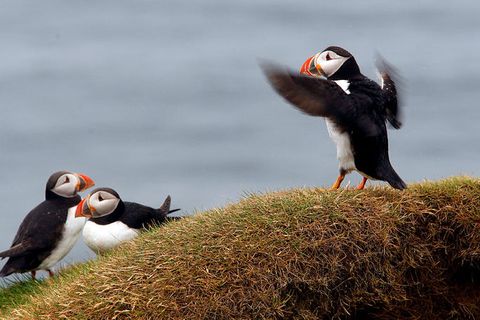 The puffin has made a landing in Vestmannaeyjar islands.
