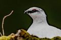 Rjúpa &bdquo;Ein er upp til fjalla, / yli húsa fjær,&ldquo; orti listaskáldið um fagran fugl.