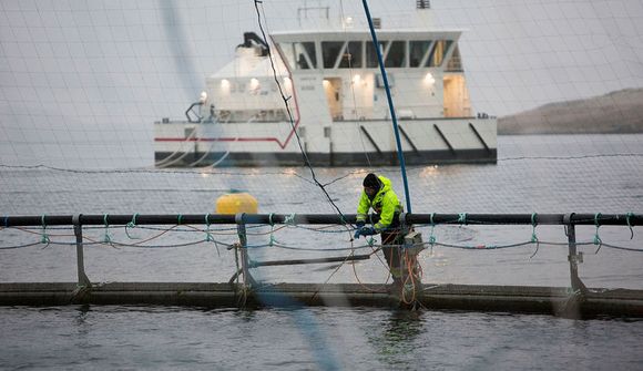 40,6 þúsund tonnum af eldisfiski slátrað í fyrra