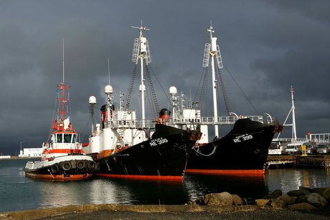 Whale hunting boats at Reykjavik harbour.