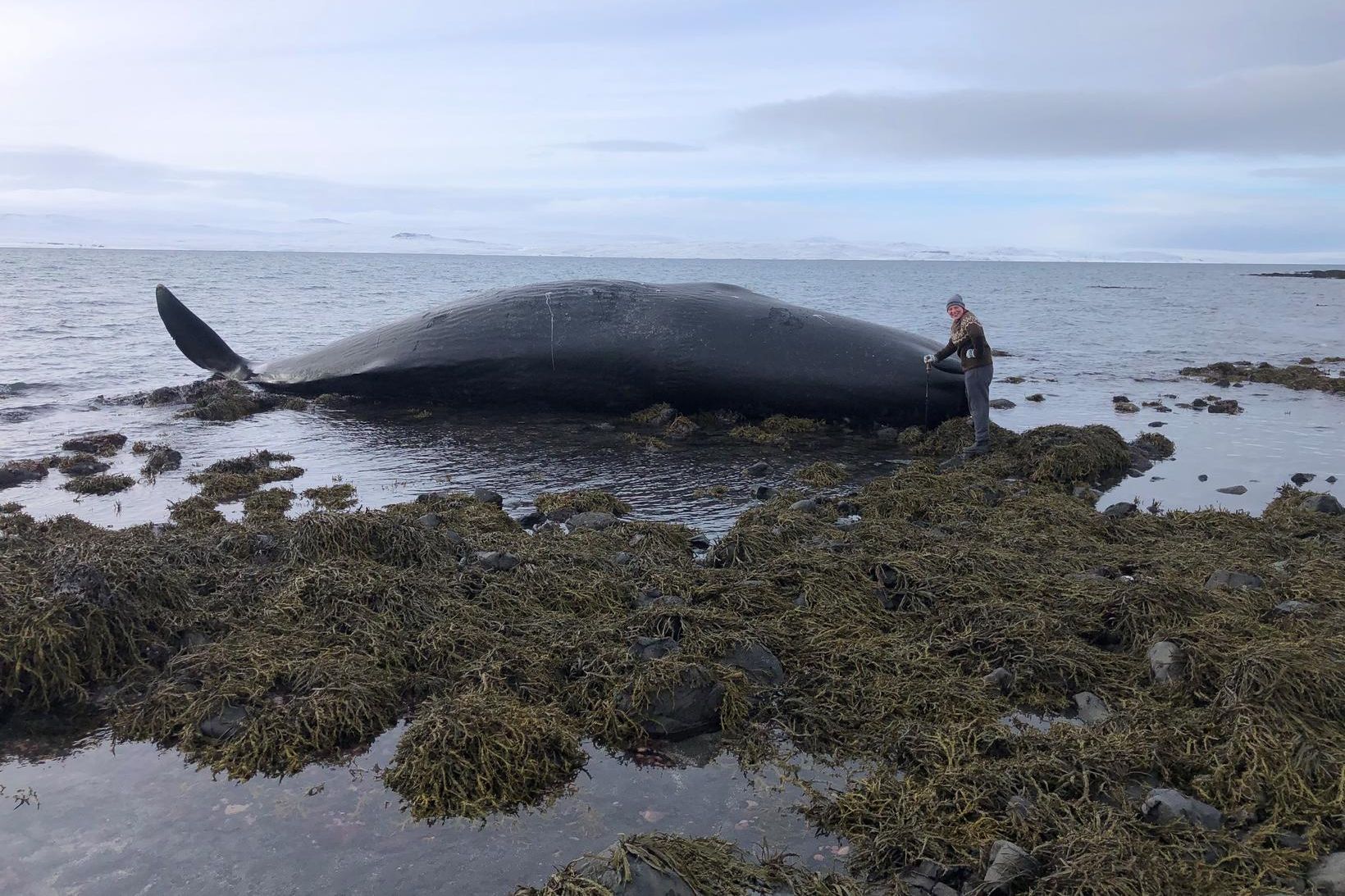 Hvalinn rak á land við Bessastaði á Heggstaðanesi líklegast á …