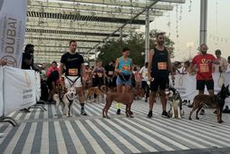 Dogs and owners take on obstacle course in Dubai
