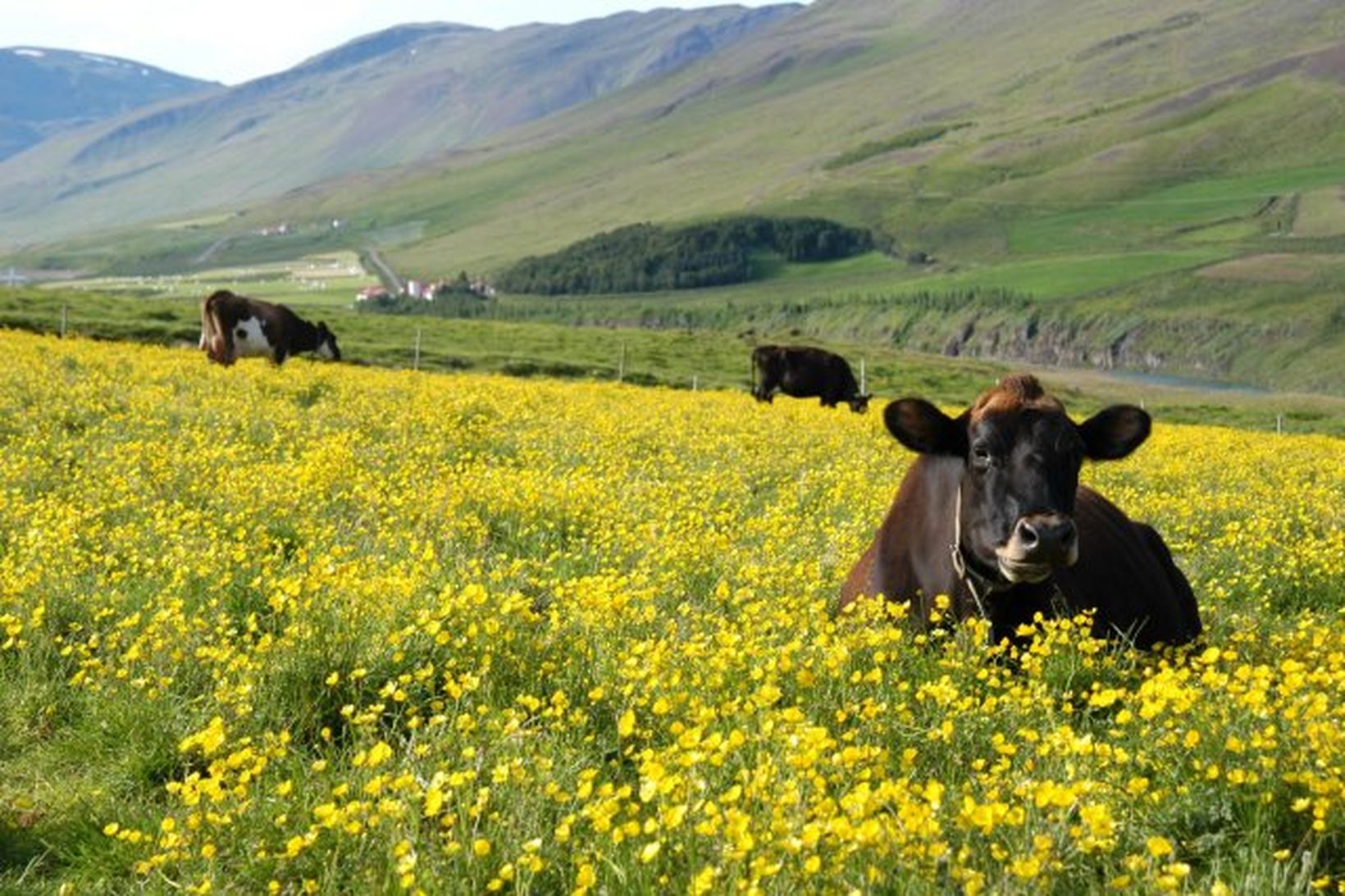 Bjöllur kúnna ómuðu allan sólarhringinn og þóttu ná því stigi …