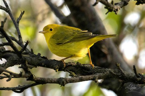 Yellow warbler, during a stopover in Iceland.