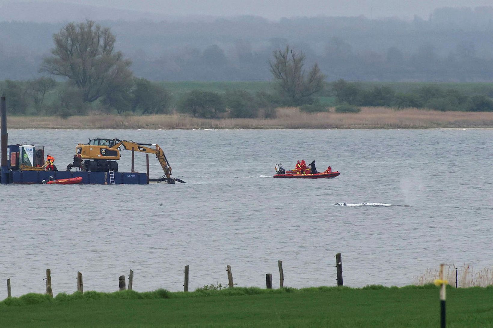 Hnúfubakurinn Timmy fastur á nýjan leik