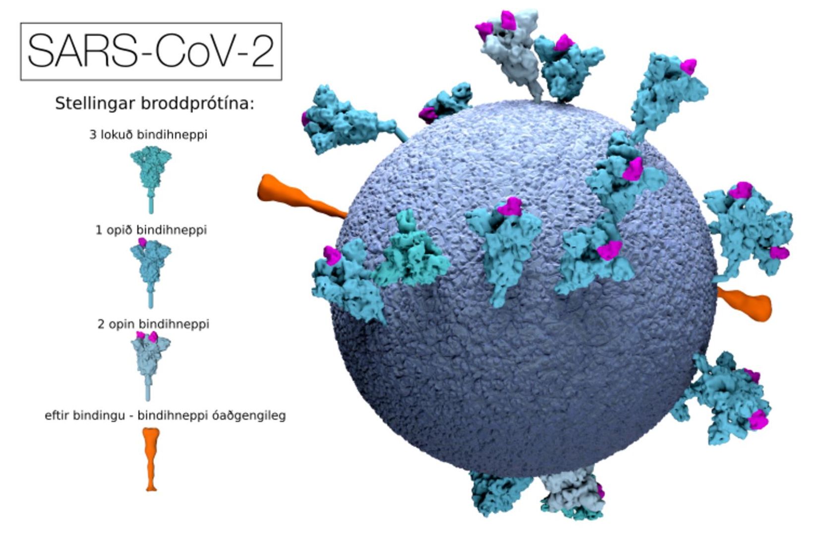 Líkan af veirunni SARS-CoV-2 og broddprótínum hennar. Sum bóluefnin við …