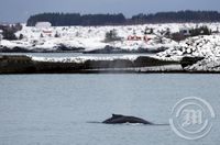 Hnúfubakur í Hafnarfjarðarhöfn