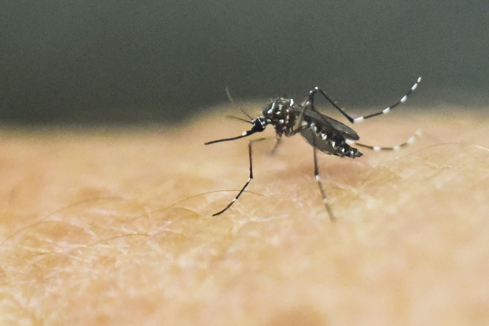 Zika-veiran er helst talin smitast með moskítóflugum.