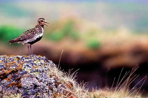 Golden plover is one of Iceland's most beloved birds, featuring in numbers of songs and folk tales.