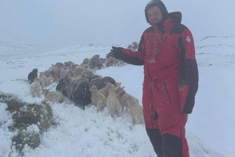 Running sheep in winter weather in spring this week.