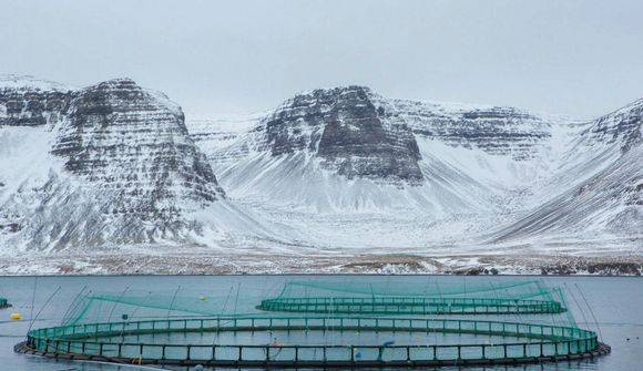 Arnarlax eykur afköst við slátrun