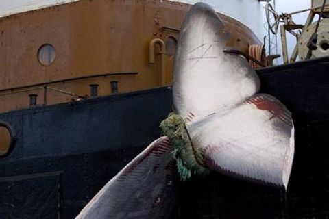 The carcass of a fin whale tied to an Icelandic whaling ship.
