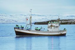 Heppnir hvalaskoðendur sáu fjölda hvala en óvenjulega margir hnúfubakar eru í Eyjafirði miðað við árstíma.