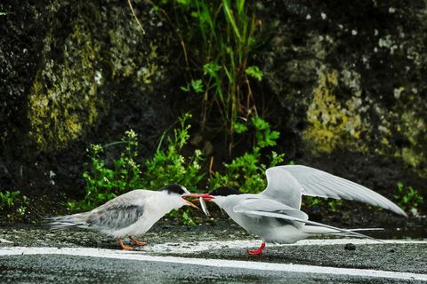 Sneaky minks could not wreak havoc on the artic tern's breeding this year.