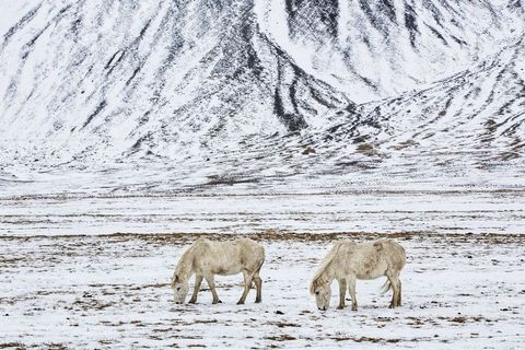 Horses in south Iceland nibbling grass through the snow.