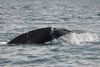 Injured humpback whale rescue