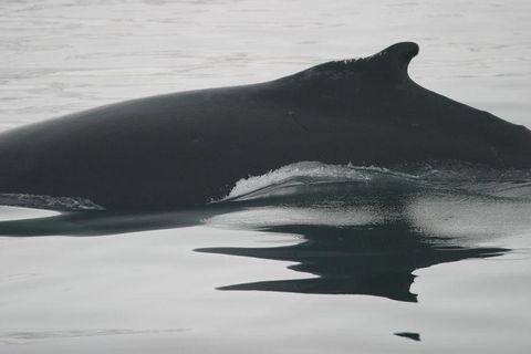 A humpback whale in Icelandic waters.