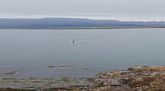 Horfði upp á háhyrningin synda í land: Myndskeið