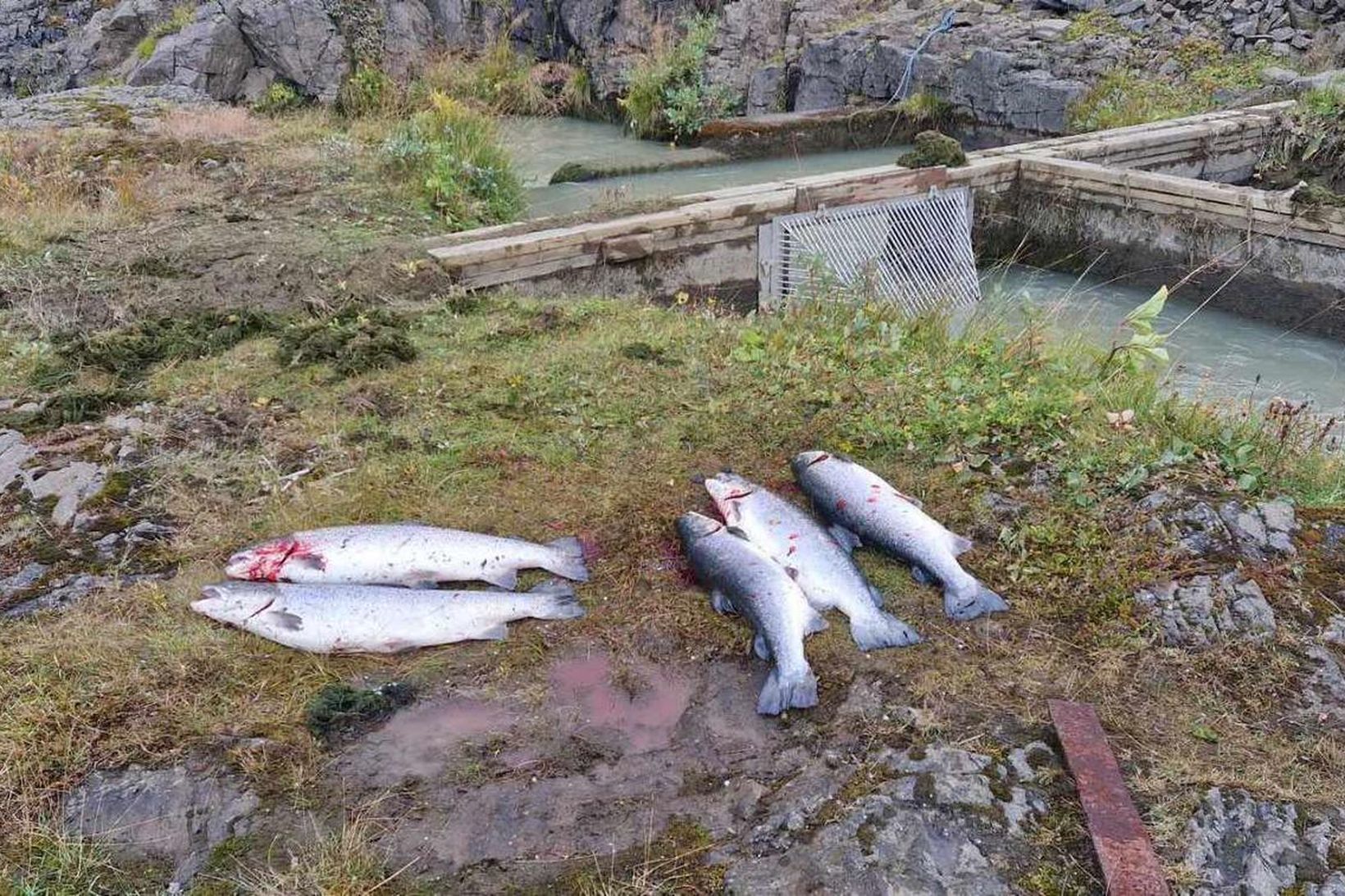 Átta laxar voru háfaðir úr laxastiganum í Blöndu í dag. …