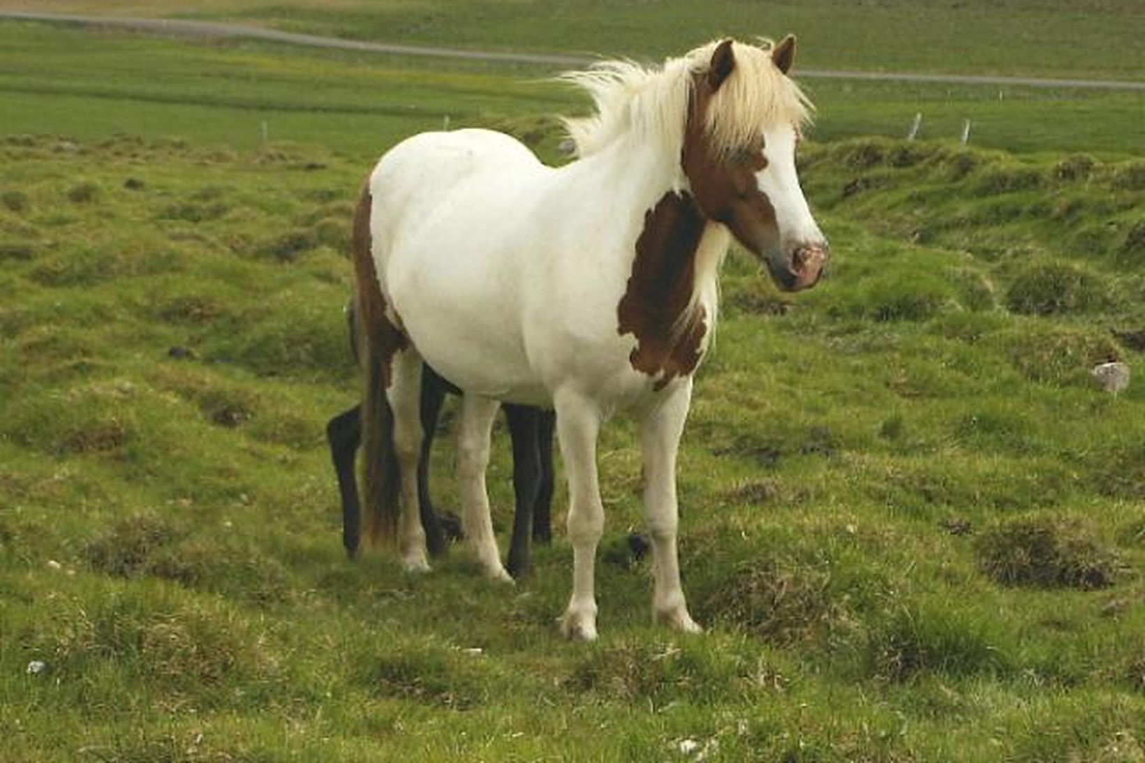 Gáta 13 vetra er meðal týndu hrossanna frá Hofsstöðum.