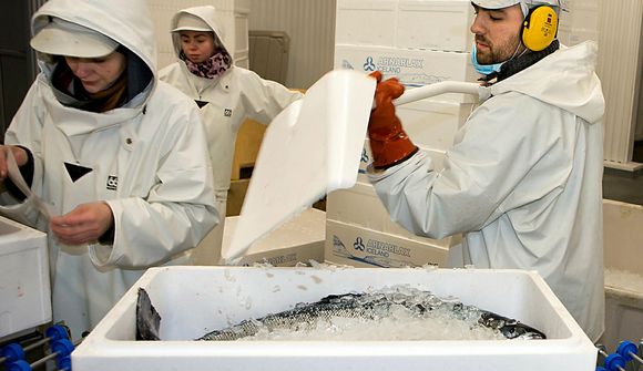 Verðum af þremur milljörðum vegna óunnins eldislax
