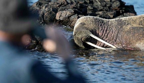 Sáu rostung í bakgarðinum þegar þau vöknuðu
