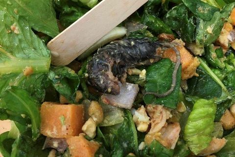 This dead little fellow was found in a salad by a rather surprised customer.