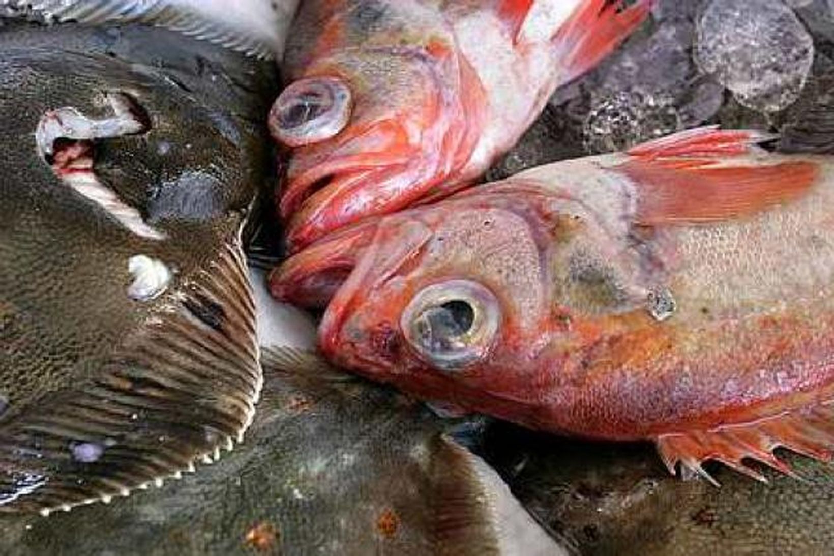 Fiskiætur standa sig betur í hugarleikfimi en aðrir.